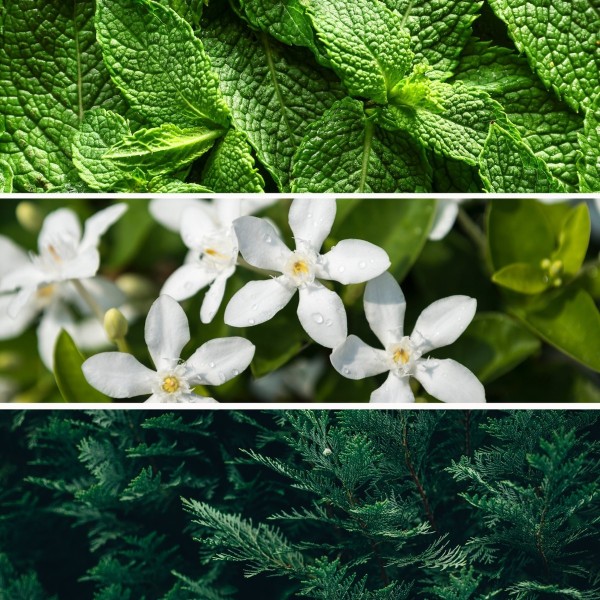 Lessive Jasmin & Cèdre 1L | La Fabrique